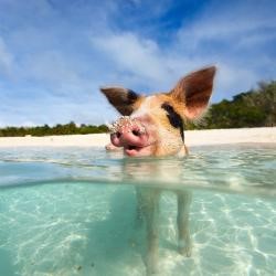 Pig in the water at Big Major Cay