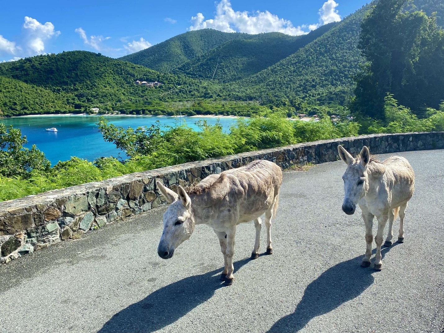 St John, Donkeys